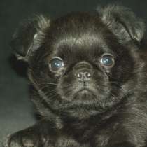 Кобель пти-брабансона черный продается, в Санкт-Петербурге