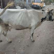 Продается дойная корова, в Махачкале