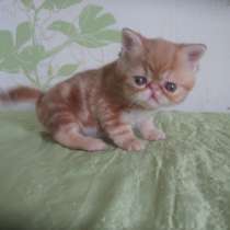 Экзотики, в Санкт-Петербурге