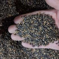 Семена сосны обыкновенной, в г.Улан-Батор