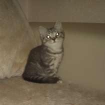 Голубая пятнистая девочка с документами, в Санкт-Петербурге