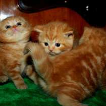 Красные мраморные шотландцы, в Москве