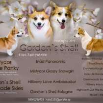 Щенки Вельш Корги Пемброк, в Москве