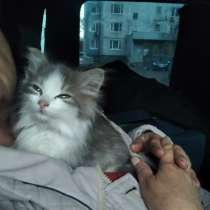 Ласковый игривый котенок в добрые руки, в Москве