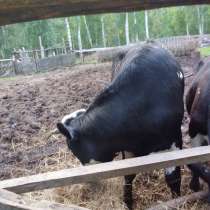 Продам телку 1,3мес. на корову, в Новосибирске