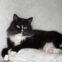 Шикарная черно-белая пушистая кошка Наоми в дар, в Москве