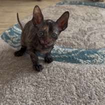 Канадский сфинкс, в Томске