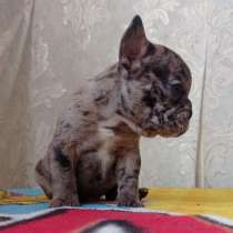 Французский бульдог, в Уссурийске