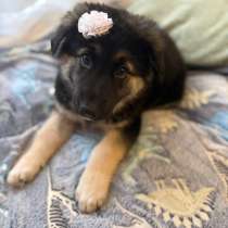 Щенок в добрые руки, в Красногорске