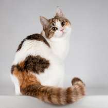 Юная ласковая трехцветная кошечка Ника, в Москве