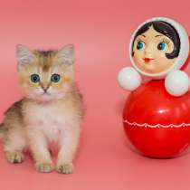 Британские котята шоколадное золото By 12, в Москве