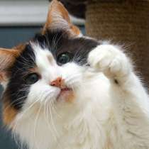 Трехцветная пушистая спокойная кошка-куколка Африка в дар, в Москве