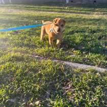 Продам девочку шарпейку 3 месяца, в г.Тараз