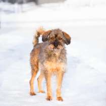 Редкой внешности собачка ищет дом, в Санкт-Петербурге