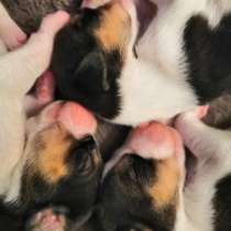 Щенки Пегой Русской Гончей, в г.Гамбург