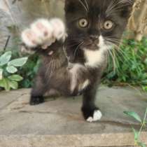 Котята, в Ставрополе