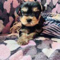 Йоркширский терьер, в Уссурийске