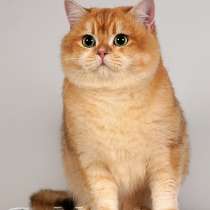 Британские плюшевые котята золотой шиншиллы зеленоглазые, в Смоленске