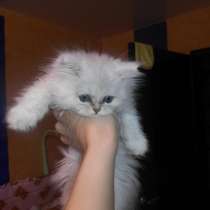 Котёнок персидской серебристой шиншиллы, в Екатеринбурге