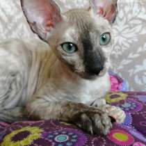 Котята Корниш рекс, в Москве