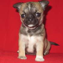 Чихуа девочка, в Санкт-Петербурге