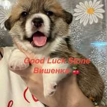 Перспективные щенки Вельш Корги Пемброк, в Санкт-Петербурге