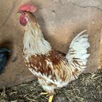 Петух, в Димитровграде