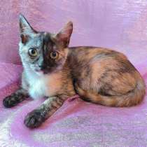 Кошечки сиротки ищут дом, в Долгопрудном