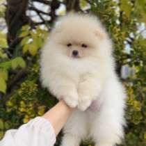 Померанский шпиц щенок, в Москве