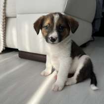 Милое создание в добрые руки, в Ессентуках