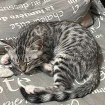 Бенгальский кот, в Орле