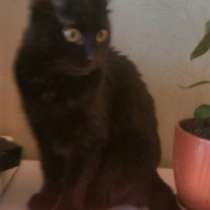 Отдам даром Молодая кошечка Дуня, в Санкт-Петербурге