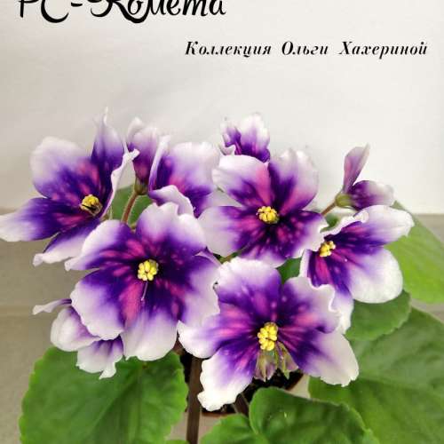 Мт свет кометы фиалка фото и описание