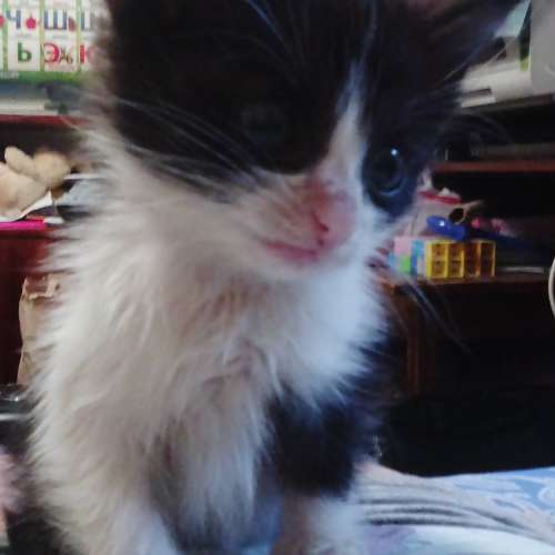 котята волгоград. авито камышин коты отдам даром. кот в добрые руки. котята в добрые руки в дубовке волгоградской области. персидский котенок 1.