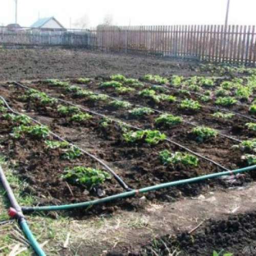 Капельное орошение малины. Капельный полив из трубы пнд 32 мм. Капельное орошение садов. Капельный автополив в теплице. Капельный полив эмиттерный.