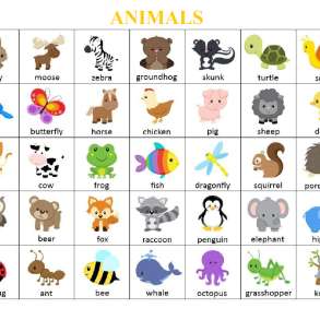 Игра "Найди животное" на английском языке, в Мирном