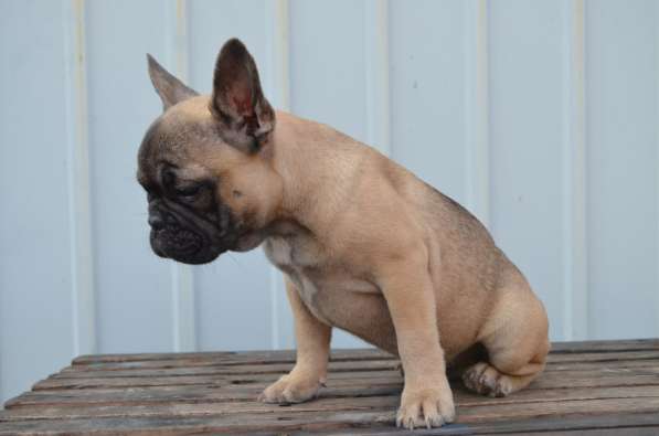 Французский бульдог. Girl. Fawn sable в 