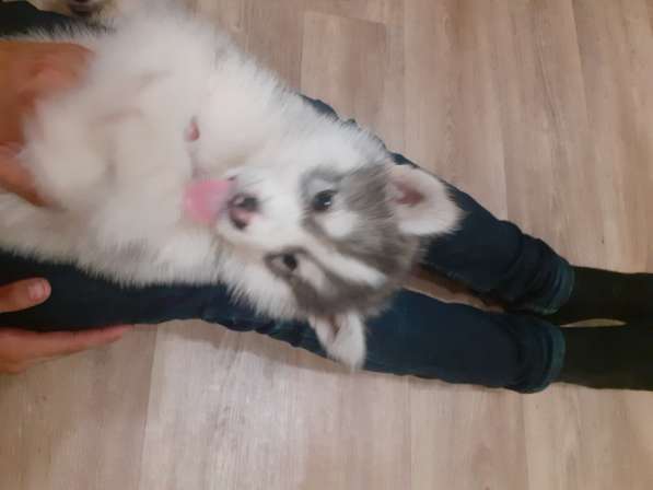 Щенки хаски недорого в Тамбове фото 6