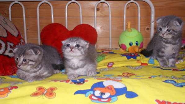 Шотландские красавчики