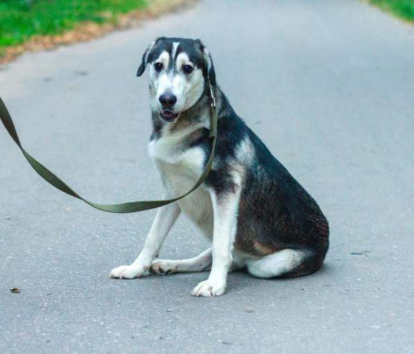 Собаке очень нужен дом в Нижнем Новгороде фото 10