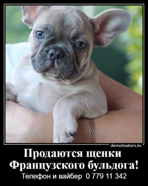 Очаровательные щеночки французского бульдога в фото 17