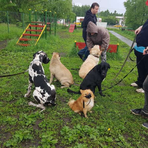 Дрессировка собак на площадке в Москве фото 9
