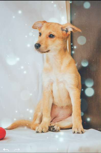 Щенки в добрые руки на Новый год! в Москве фото 6