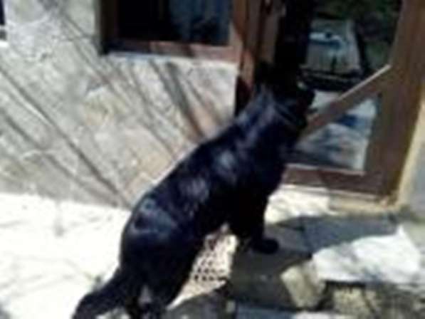 Черный щенок немецкая длинношерстная овчарка в Алуште фото 6