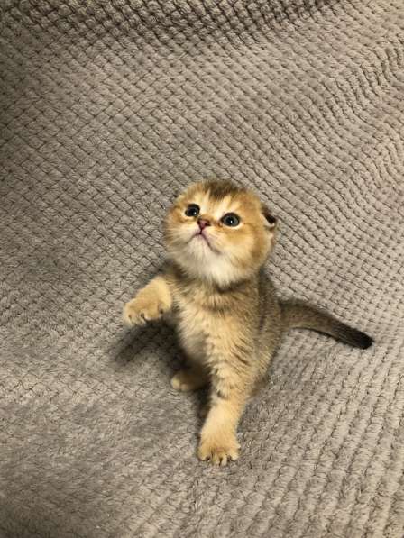 Золотые шотландские котята в Санкт-Петербурге фото 4