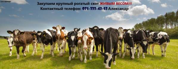 СПП"Фермер"Закупаю крупный рогатый скот в 