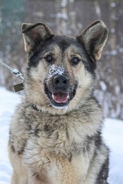 В добрые руки чудо-пес Добрыня в Санкт-Петербурге фото 7