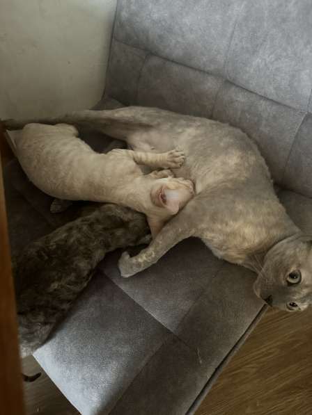 Корниш рекс в Москве