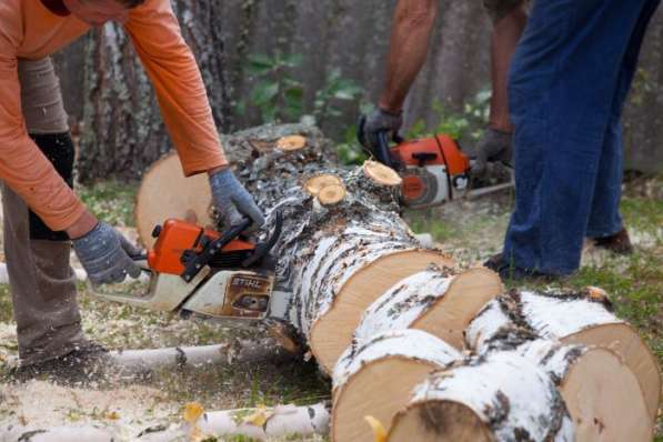 Спил деревьев любой сложности в Пензе фото 12
