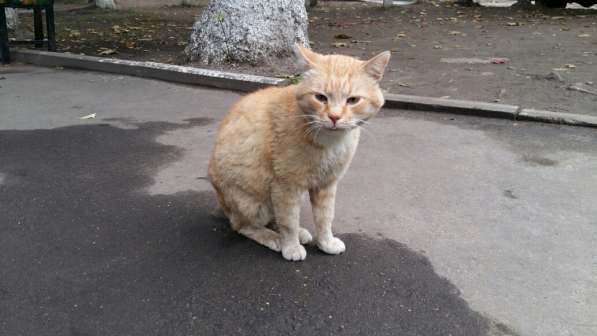 Отдается кот Рыжик в Москве фото 3